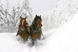 Pferdekutschenfahrten durch die Winterlandschaft